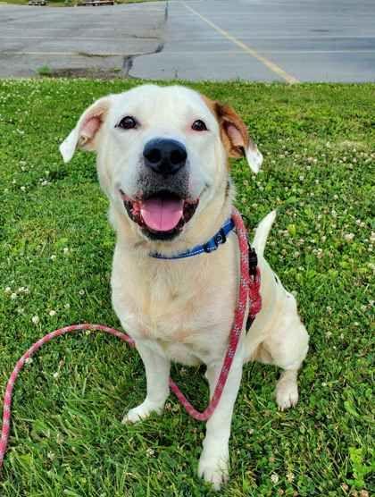 Chubbs, a ADOPTABLE mixed breed in Williamsport, PA image 1/2