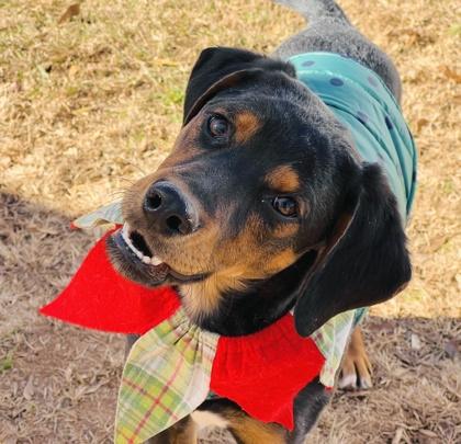 Bobby $85 Fostered, a Adoptable mixed breed in Seneca, SC image 1/3