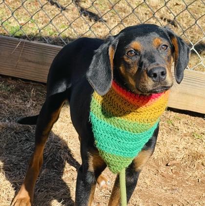 Bobby $85, Adoptable, Puppy Male Mountain Cur & Mixed Breed.
