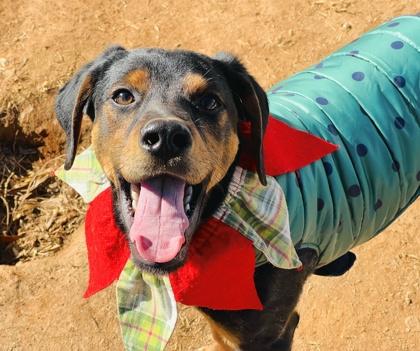 Bobby $85 Fostered, a Adoptable mixed breed in Seneca, SC image 2/3