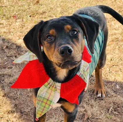 Bobby $85 Fostered, a Adoptable mixed breed in Seneca, SC image 3/3