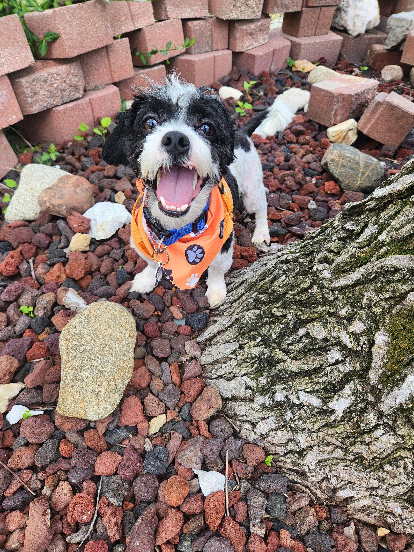 Enlarge Pharaoh, a Adopted mixed breed in St. Louis, MO image 1/2