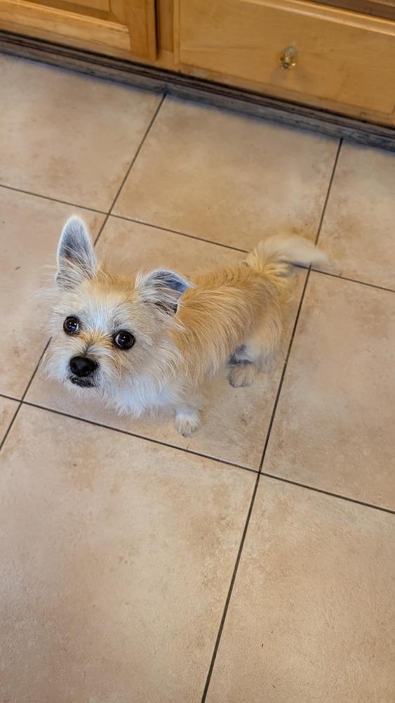 Enlarge Ziggy, a Adoptable mixed breed in Windsor, CA image 1/3
