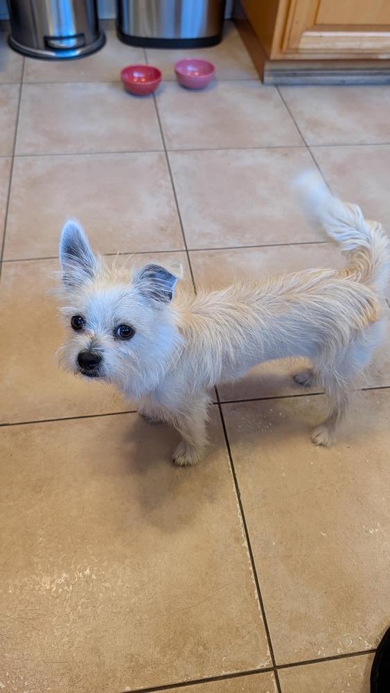 Enlarge Ziggy, a Adoptable mixed breed in Windsor, CA image 2/3