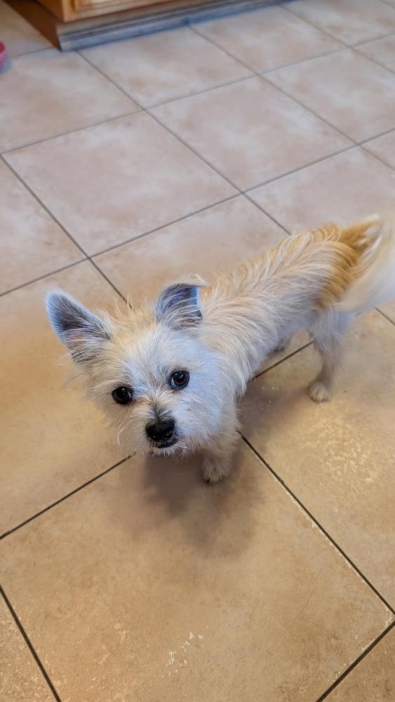 Enlarge Ziggy, a Adoptable mixed breed in Windsor, CA image 3/3
