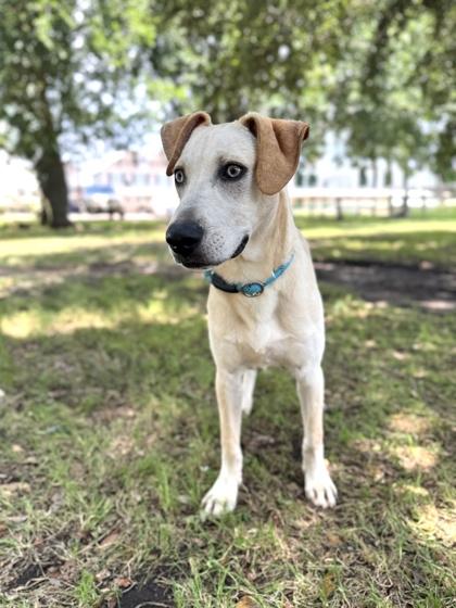 Aries, Adoptable, Adult Male Labrador Retriever & Mixed Breed.