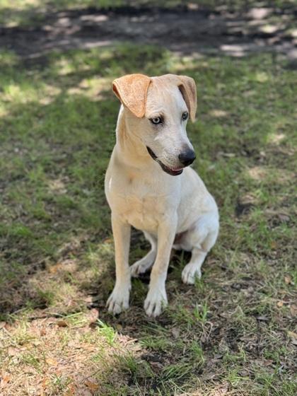 Aries, a Adoptable mixed breed in Houston, TX image 2/3