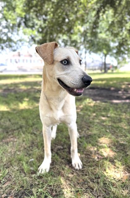 Aries, a Adoptable mixed breed in Houston, TX image 3/3