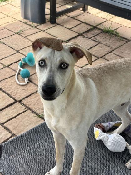 Aries, a Adoptable mixed breed in Houston, TX image 3/3