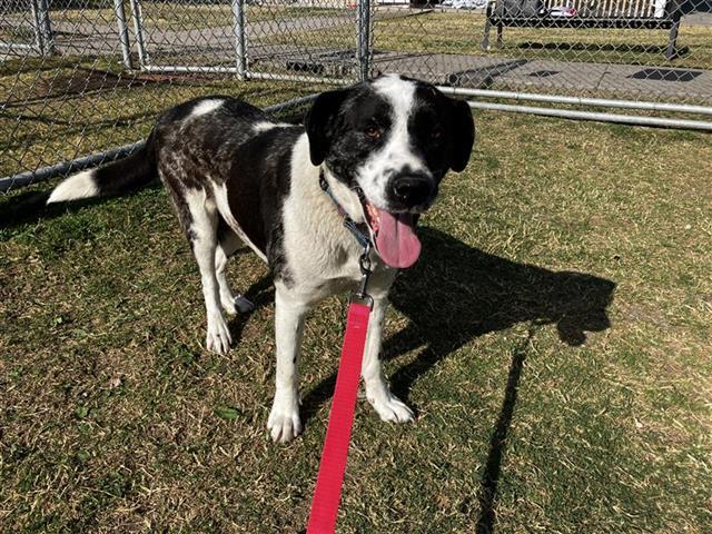 SORA, Adoptable, Adult Female Akita.