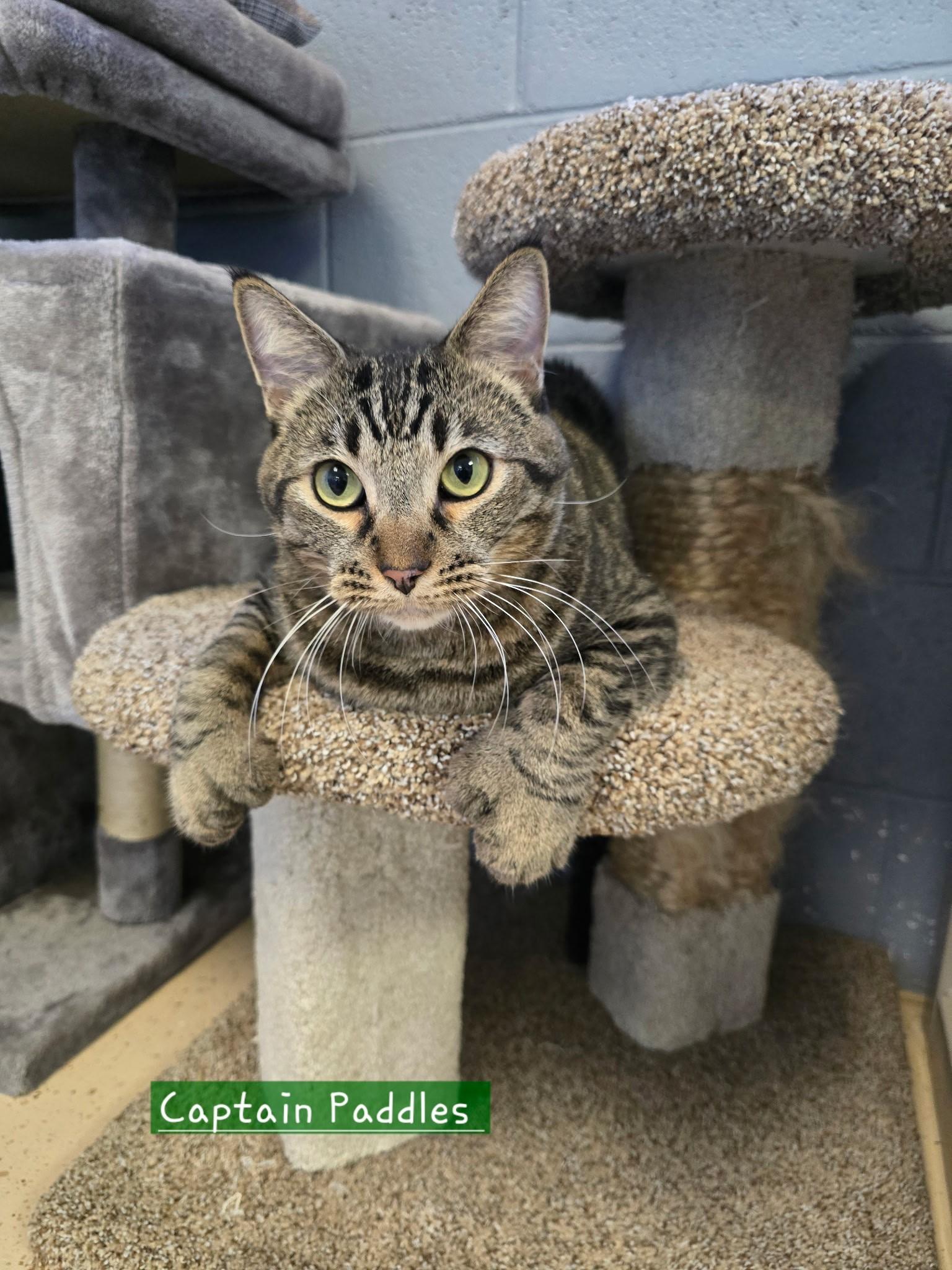 Enlarge Captain Paddles , a ADOPTABLE mixed breed in Glendale, AZ image 3/3