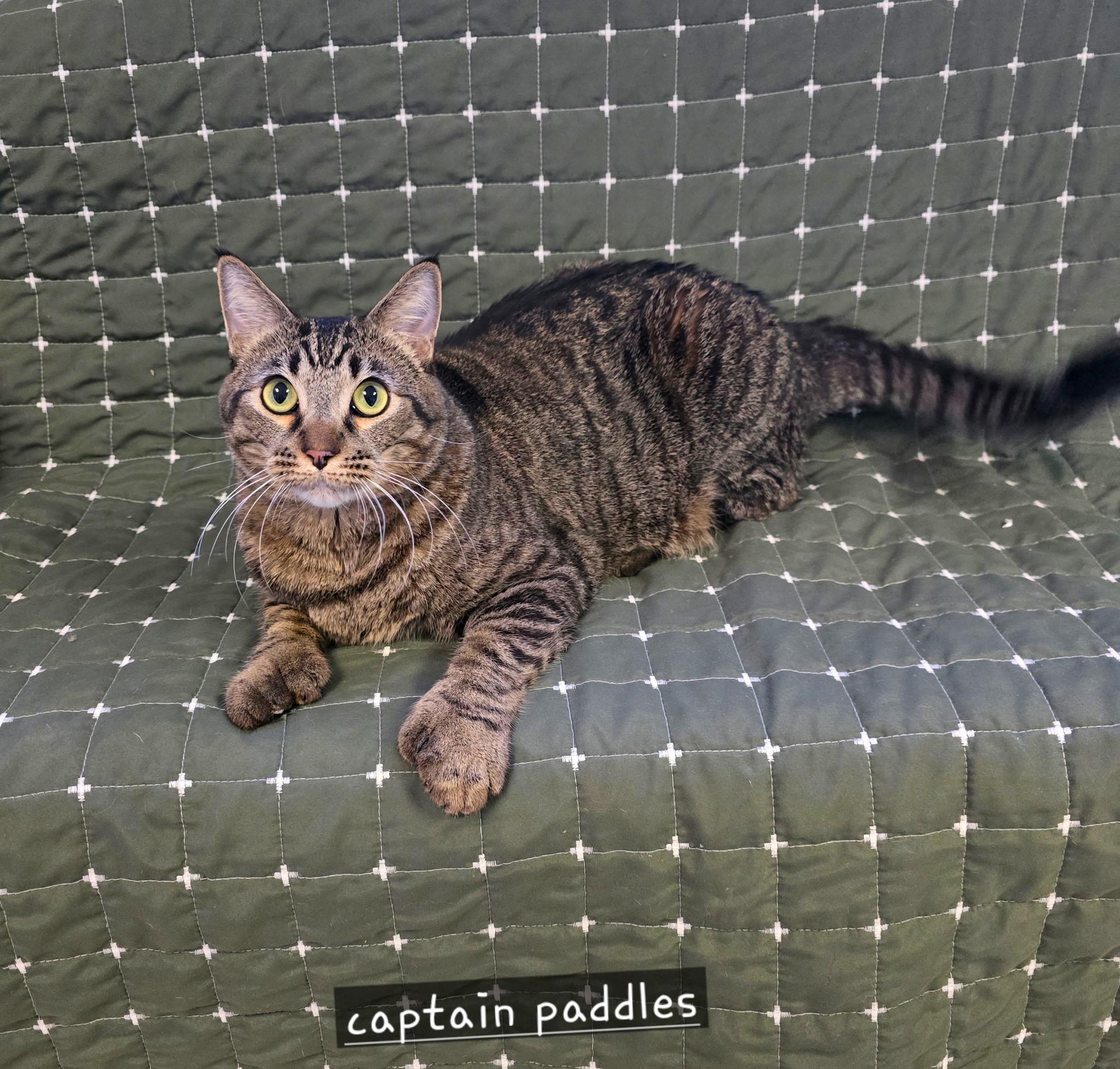 Enlarge Captain Paddles , a ADOPTABLE mixed breed in Glendale, AZ image 2/3