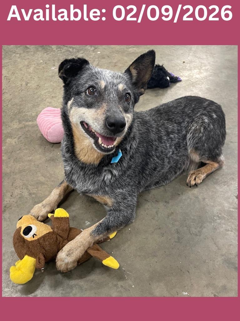 Dog Kennel #33 Jaquita, Adoptable, Adult Female Australian Cattle Dog / Blue Heeler & Mixed Breed.