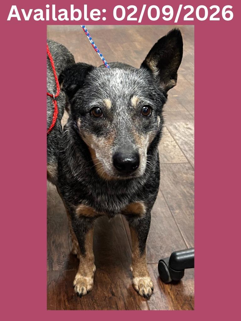 Enlarge Dog Kennel #33 Jaquita, a Adoptable mixed breed in Greenville, TX image 2/3