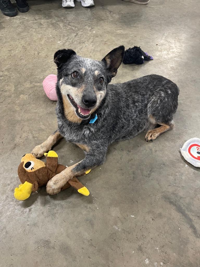 Enlarge Dog Kennel #33 Jaquita, a Adoptable mixed breed in Greenville, TX image 3/3