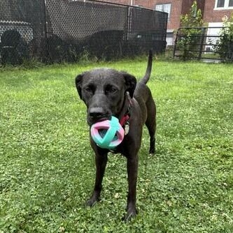 Lumira (Lulu), a Adoptable mixed breed in Warrington, PA image 6/6