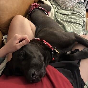 Lumira (Lulu), a Adoptable mixed breed in Warrington, PA image 2/6