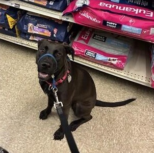 Lumira (Lulu), a Adoptable mixed breed in Warrington, PA image 5/6
