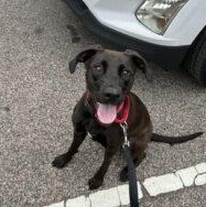 Lumira (Lulu), Adoptable, Young Female Labrador Retriever.