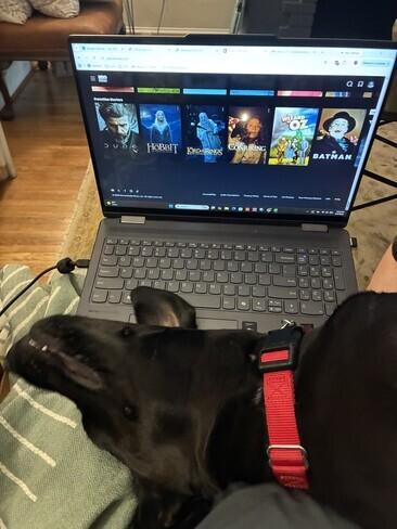 Lumira (Lulu), a Adoptable mixed breed in Warrington, PA image 4/6