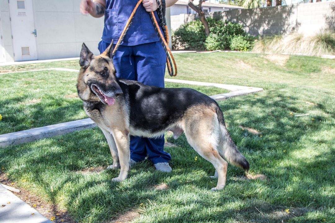 Enlarge Dalton, a Adoptable German Shepherd Dog in Glendale, AZ image 1/6