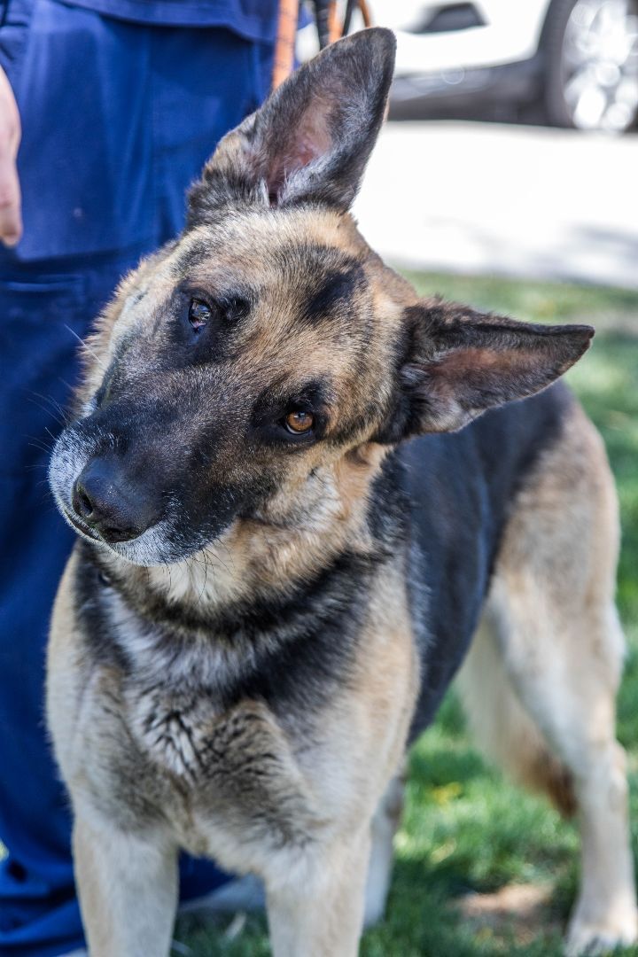 Dalton, Adoptable, Adult Male German Shepherd Dog.