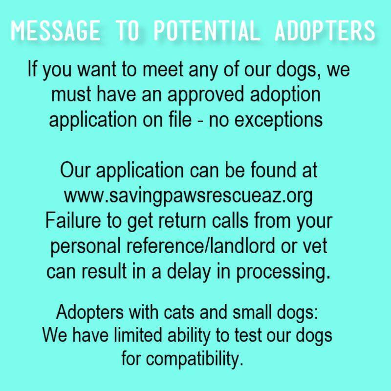 Enlarge Dalton, a Adoptable German Shepherd Dog in Glendale, AZ image 3/6