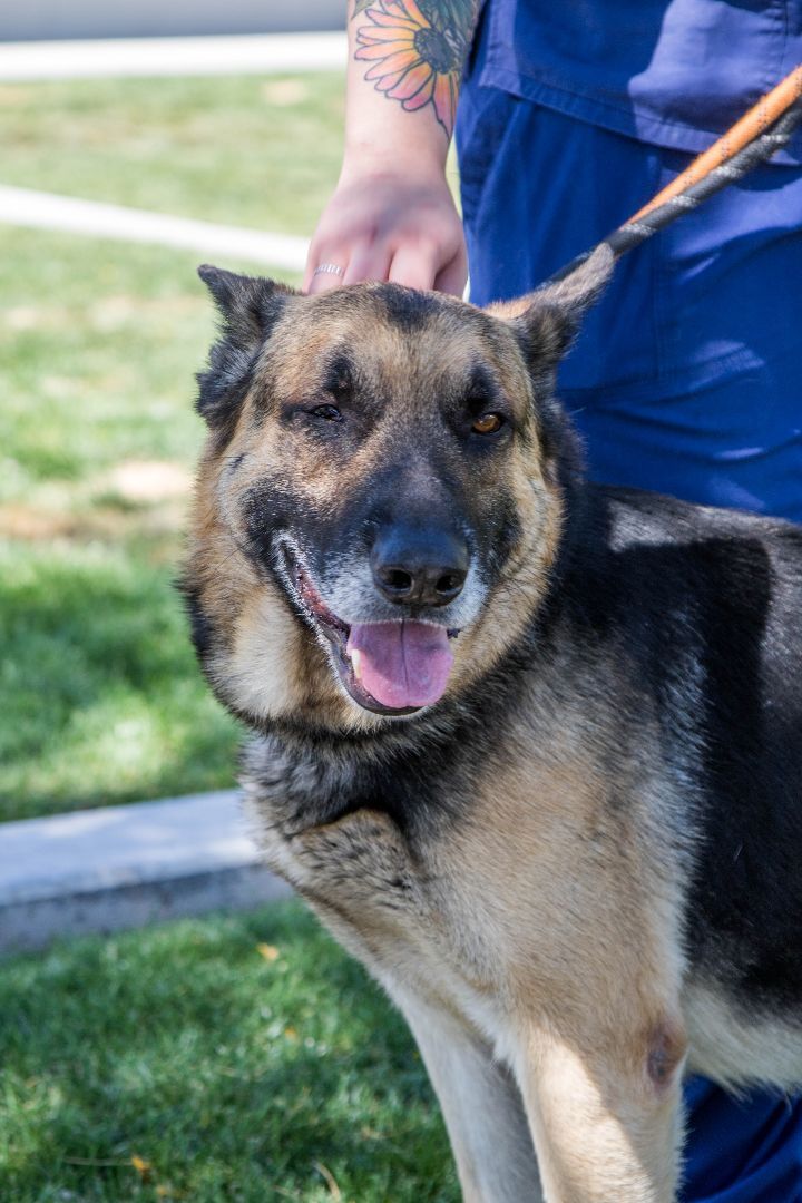 Enlarge Dalton, a Adoptable German Shepherd Dog in Glendale, AZ image 4/6
