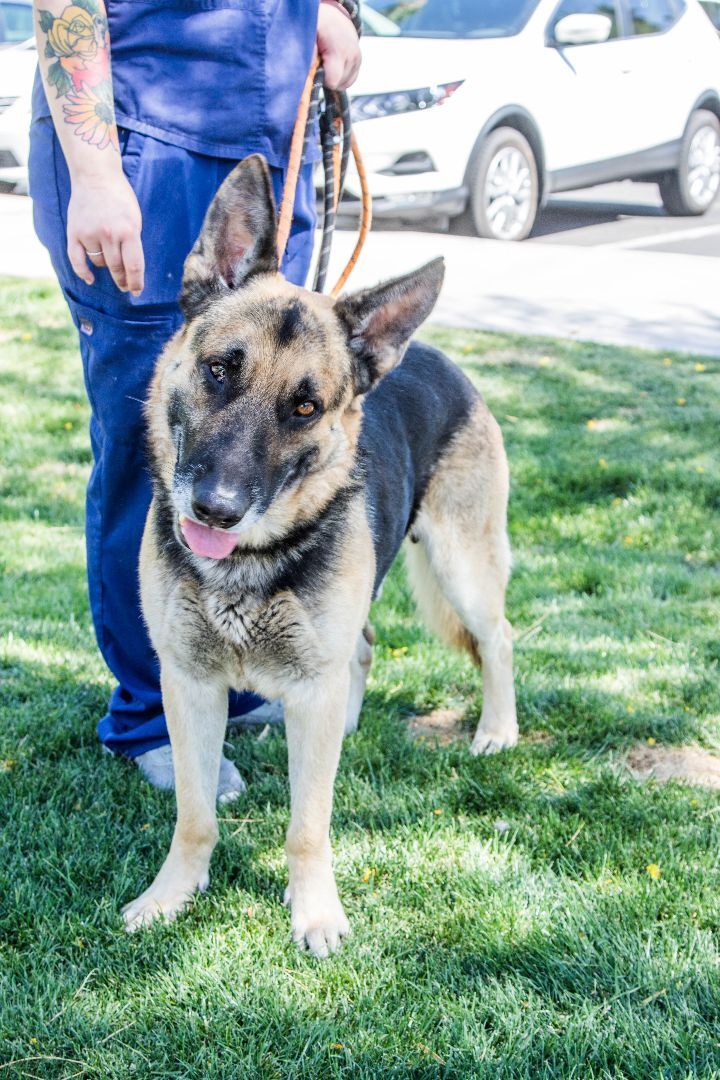 Enlarge Dalton, a Adoptable German Shepherd Dog in Glendale, AZ image 5/6