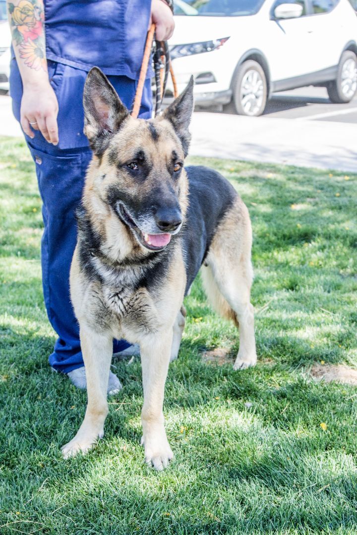 Enlarge Dalton, a Adoptable German Shepherd Dog in Glendale, AZ image 6/6
