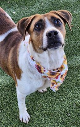 Enlarge ELLA, a Adoptable Mixed Breed in Newton, NC image 1/1