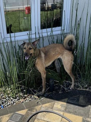 Maggie, Adoptable, Young Female Shepherd & Belgian Shepherd / Malinois.