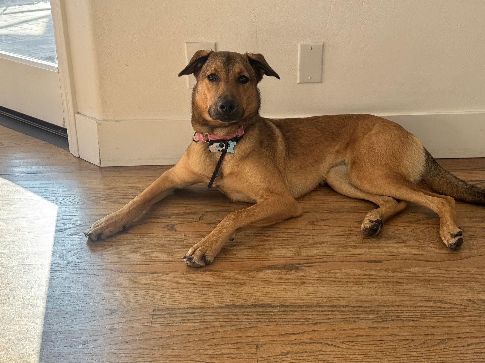 Enlarge Maggie, a Adoptable mixed breed in San Diego, CA image 1/3