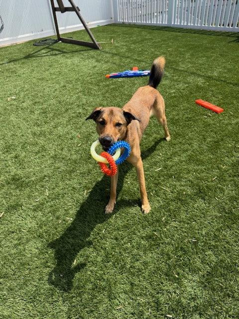 Enlarge Maggie, a Adoptable mixed breed in San Diego, CA image 1/3