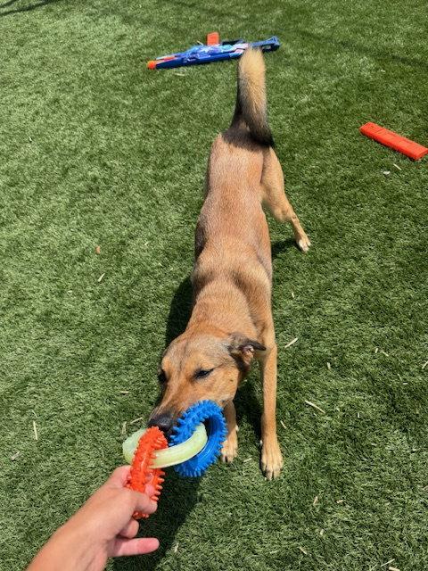 Enlarge Maggie, a Adoptable mixed breed in San Diego, CA image 2/3
