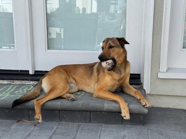 Enlarge Maggie, a Adoptable mixed breed in San Diego, CA image 3/3