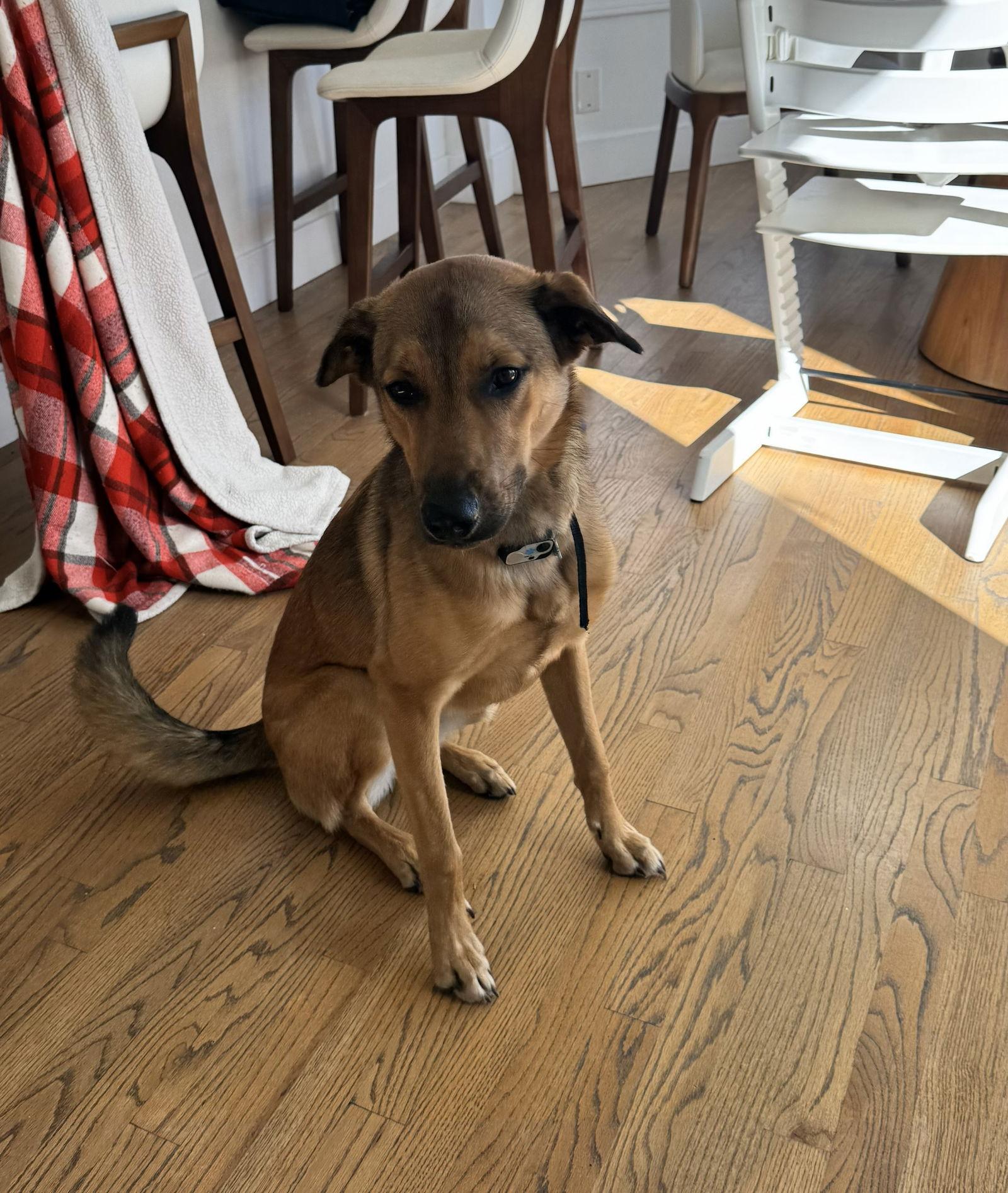 Enlarge Maggie, a Adoptable mixed breed in San Diego, CA image 2/3