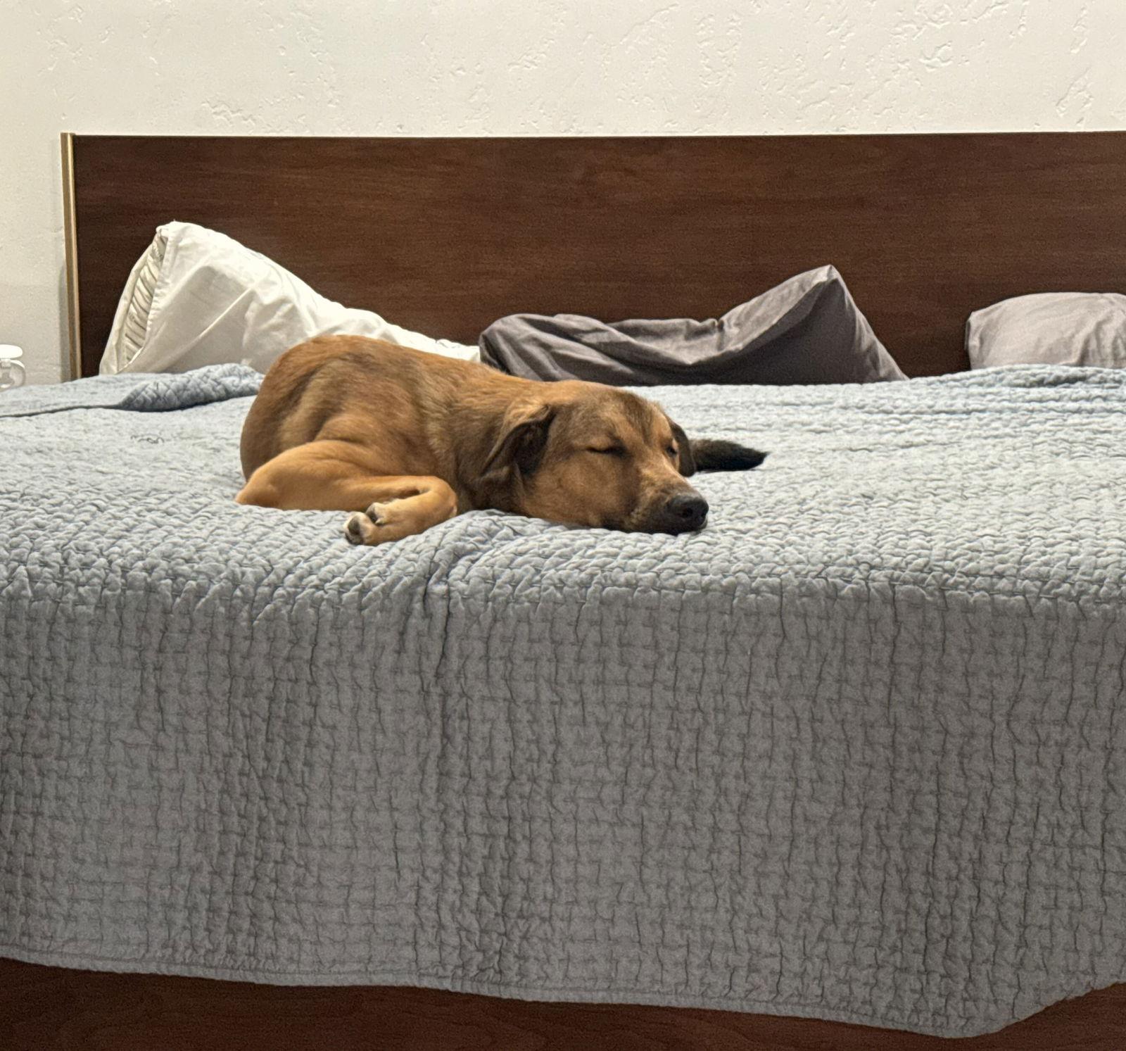 Enlarge Maggie, a Adoptable mixed breed in San Diego, CA image 3/3