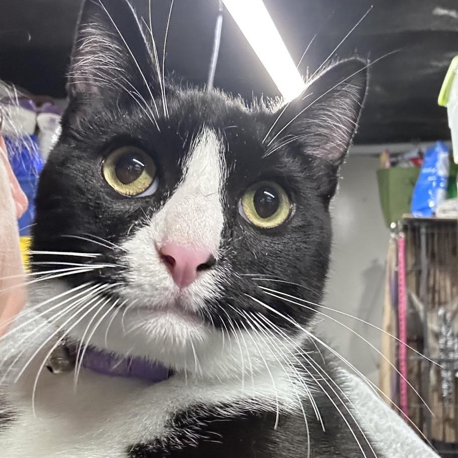 Enlarge Tammy(Tom), a Adoptable American Shorthair in mount vernon, AR image 1/2