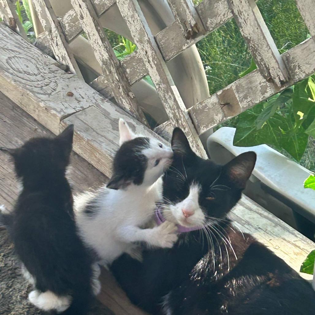 Enlarge Tammy(Tom), a Adoptable American Shorthair in mount vernon, AR image 2/2