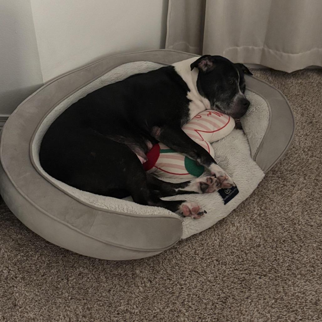 Zena (Reduced Rover)