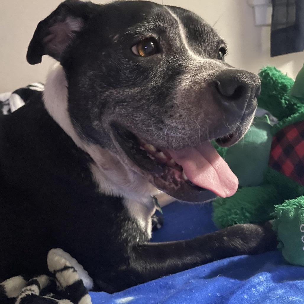 Enlarge Zena (Reduced Rover), a Adoptable mixed breed in New Orleans, LA image 2/6