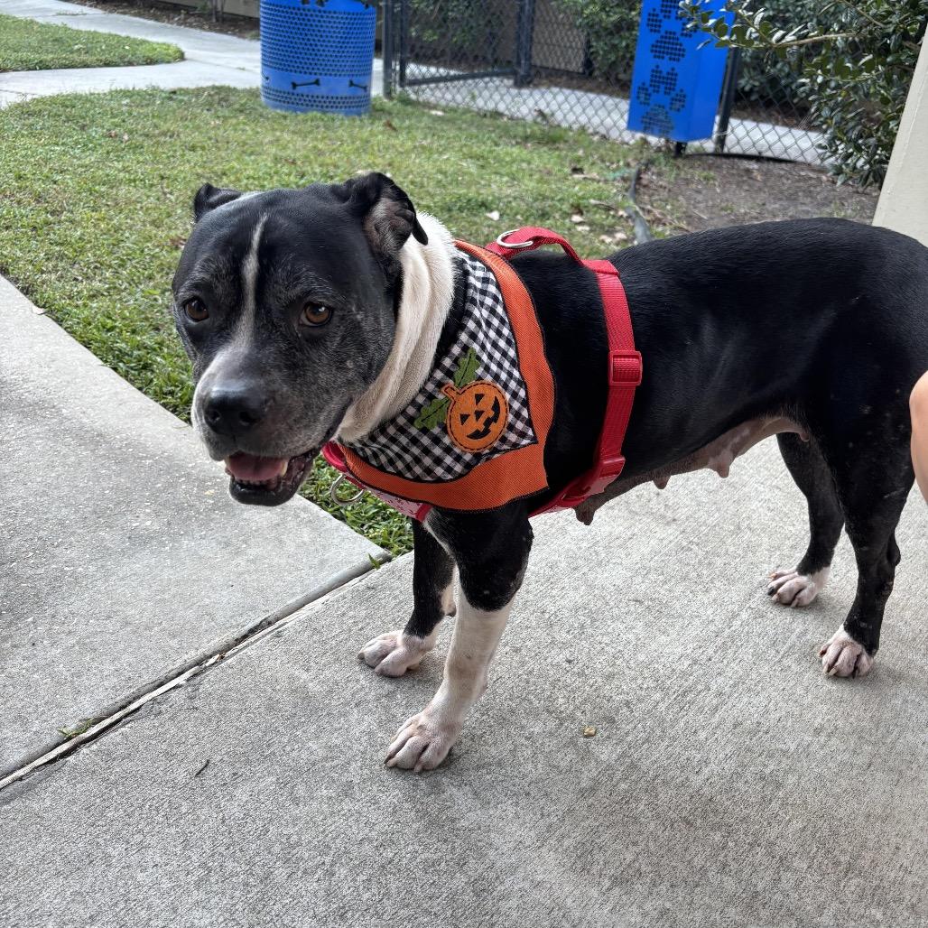 Enlarge Zena (Reduced Rover), a Adoptable mixed breed in New Orleans, LA image 3/6