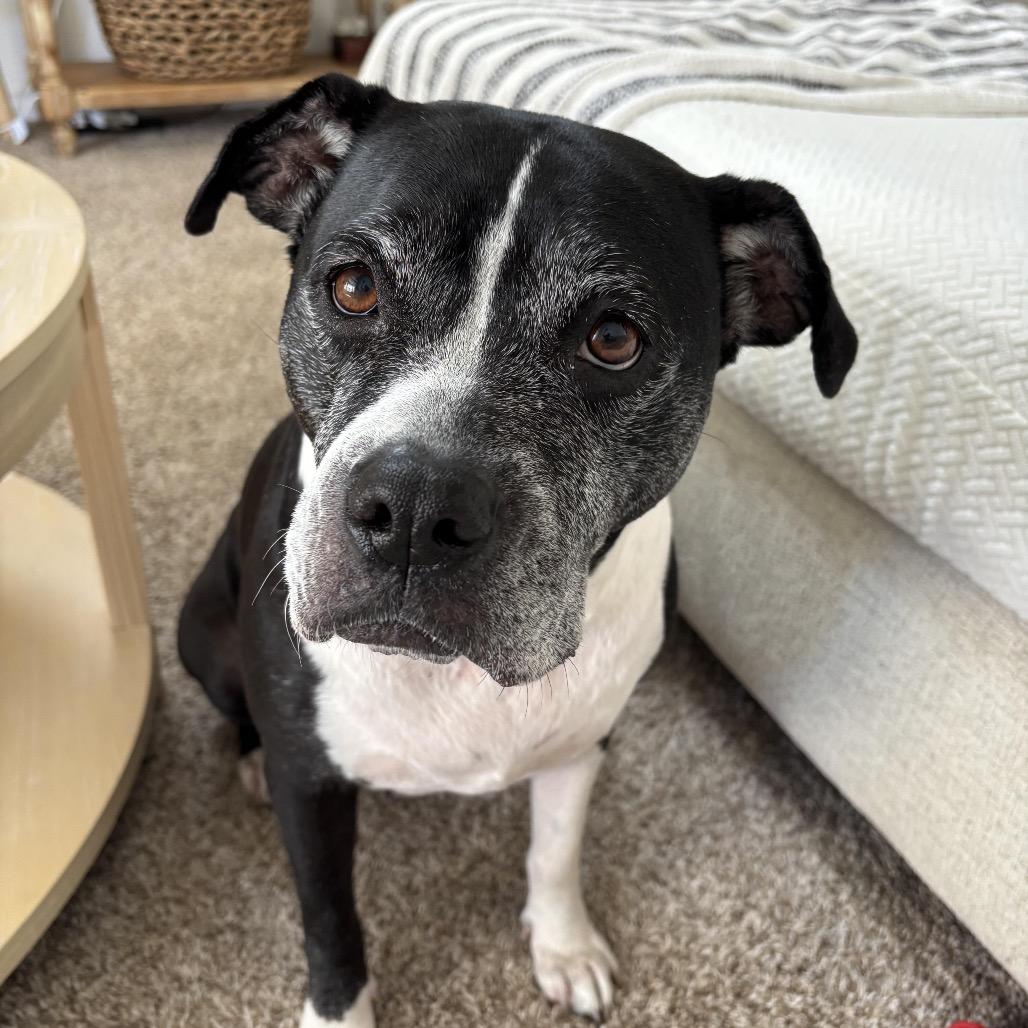Enlarge Zena (Reduced Rover), a Adoptable mixed breed in New Orleans, LA image 1/6
