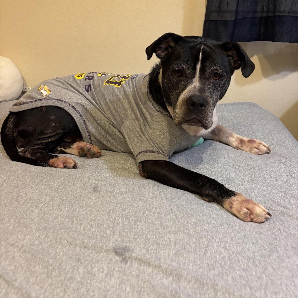 Enlarge Zena (Reduced Rover), a Adoptable mixed breed in New Orleans, LA image 5/6