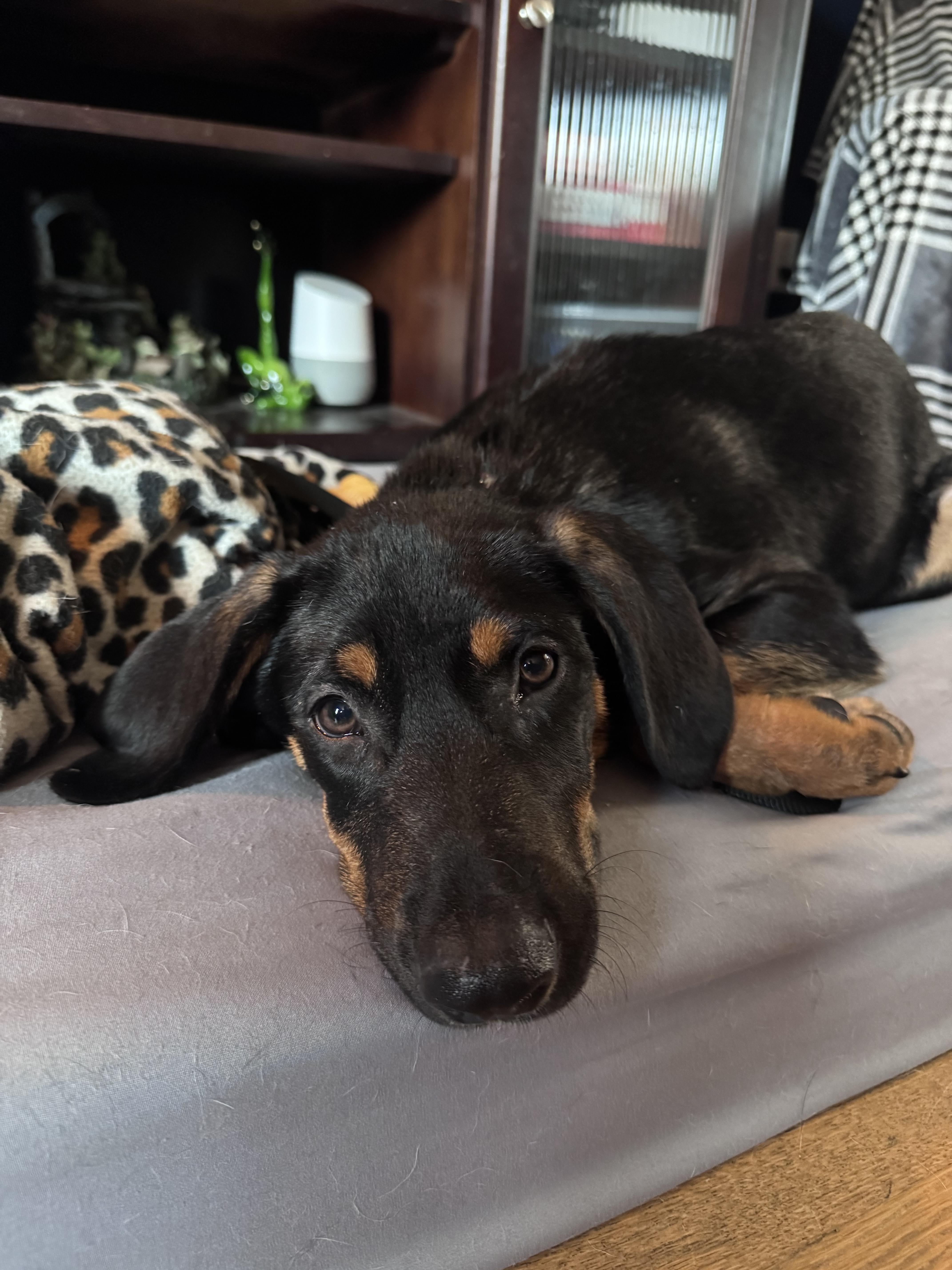 Enlarge Timber, a Adoptable Mixed Breed in East Amherst, NY image 5/6