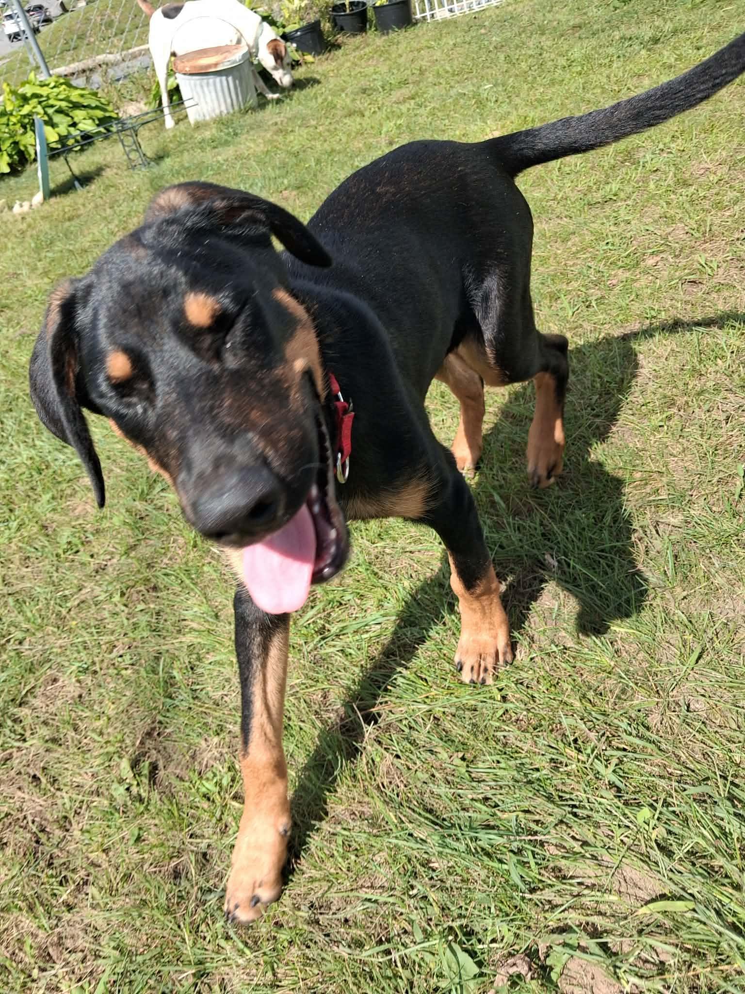 Timber, Adoptable, Young Male Mixed Breed.