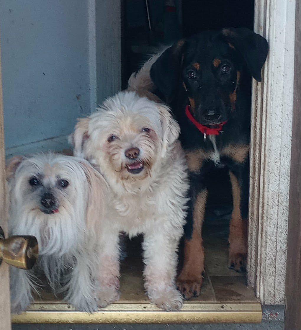Enlarge Timber, a Adoptable Mixed Breed in East Amherst, NY image 6/6