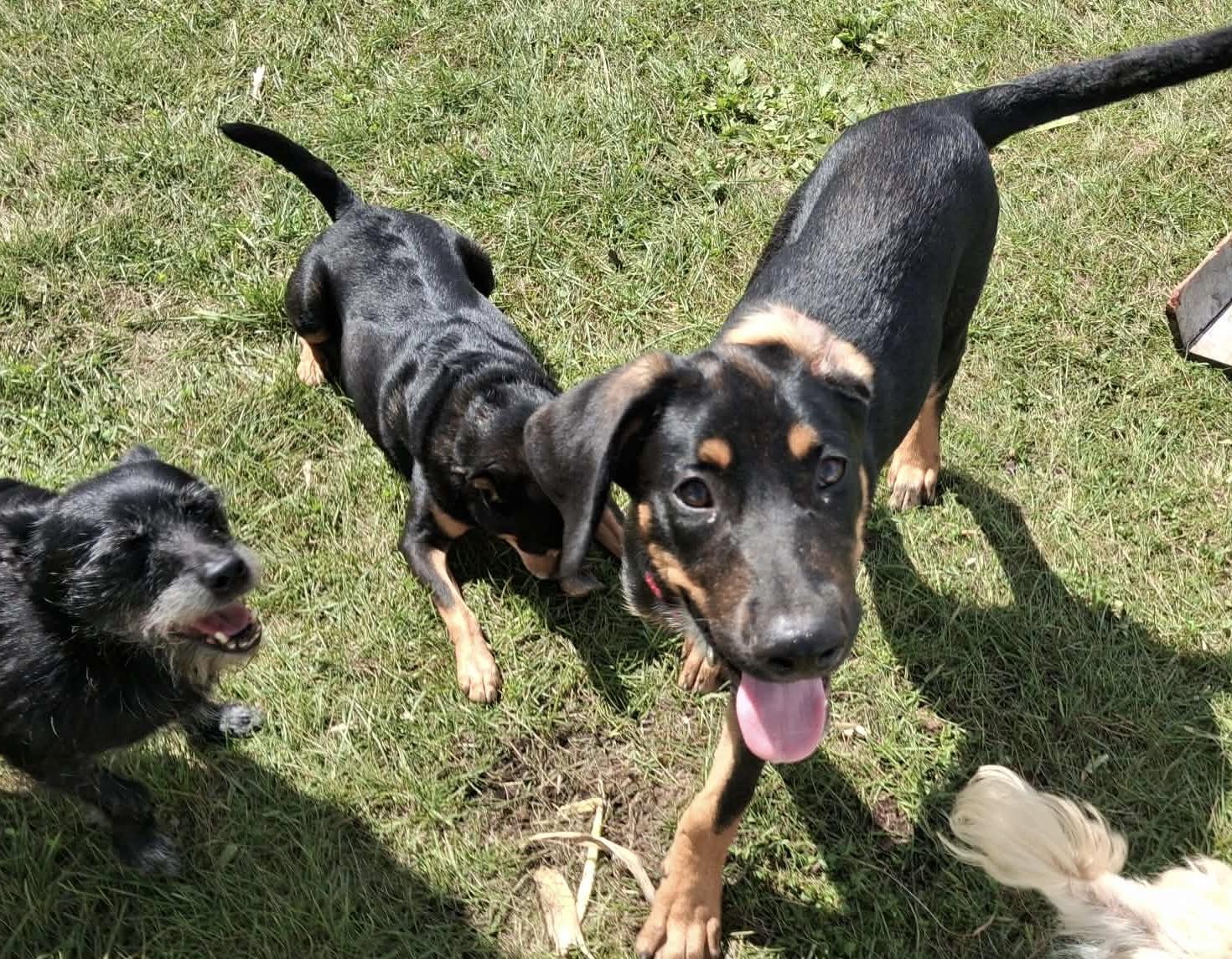 Enlarge Timber, a Adoptable Mixed Breed in East Amherst, NY image 2/6
