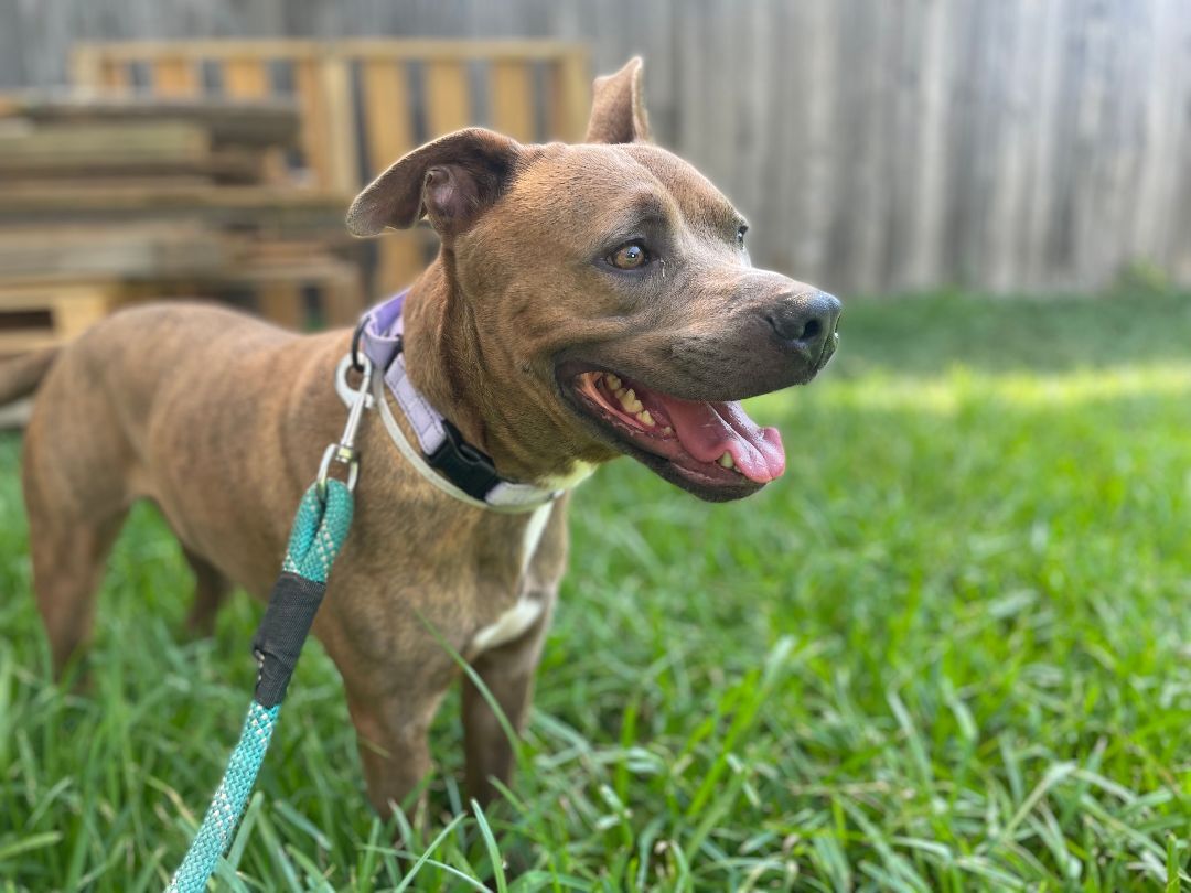 Norman, a Adopted mixed breed in Kuna, ID image 1/2
